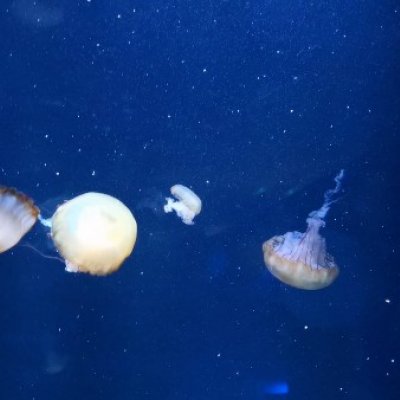 Neon jellyfish in aquarium 